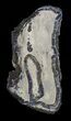 Mammoth Molar Slice With Case - South Carolina #58323-1